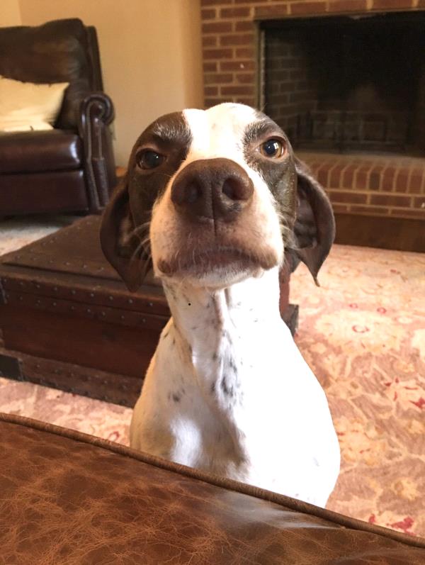 /Images/uploads/Southeast German Shorthaired Pointer Rescue/segspcalendarcontest2018/entries/8816thumb.jpg